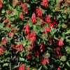 Honeysuckle 'Major Wheeler' #1 - Image 3